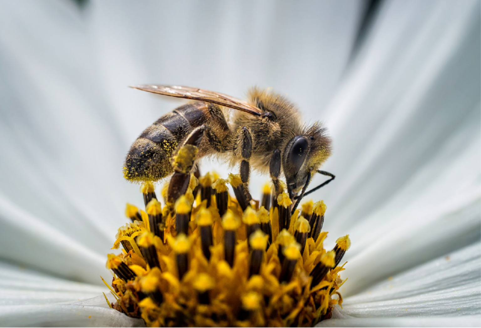 Abeilles